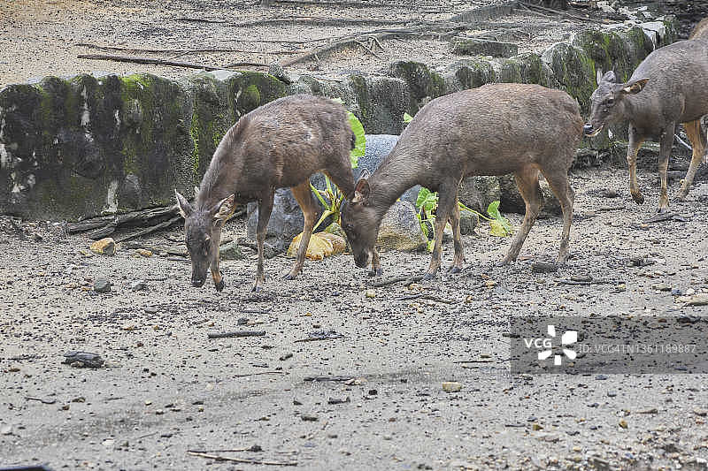 爪哇鹿或巽他黑鹿图片素材