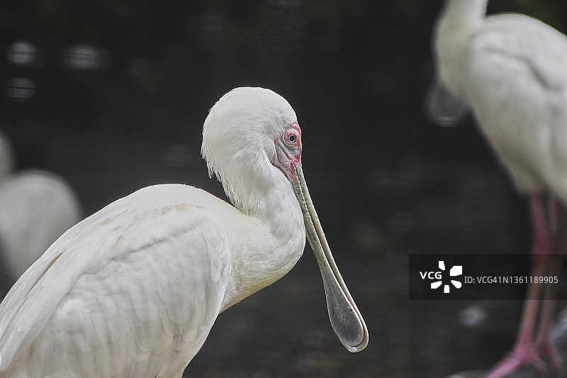 非洲琵鹭图片素材