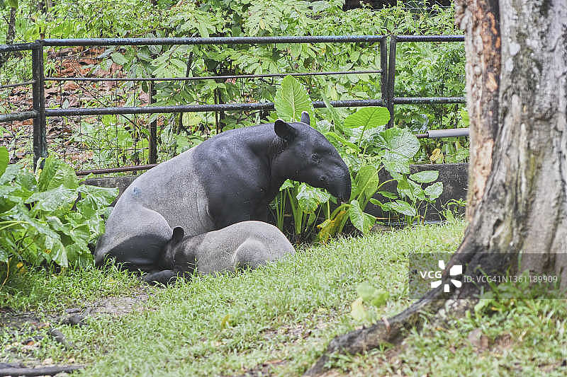 马来貘（Tapirus Indicus），又称亚洲貘图片素材