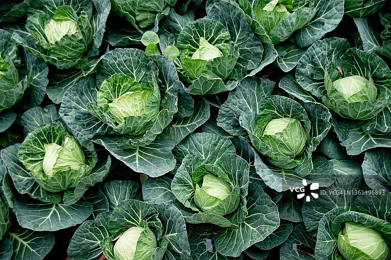 新鲜卷心菜图片素材
