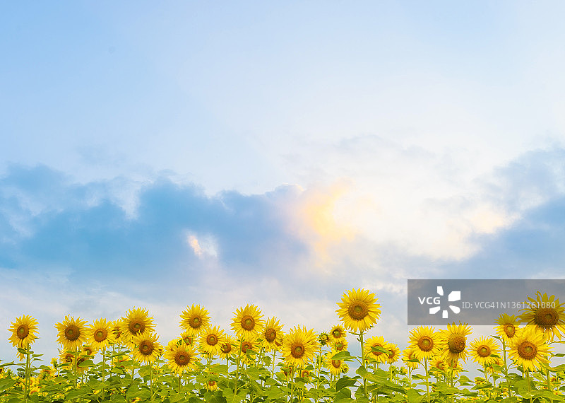 夏季向日葵与美丽天空背景图片素材