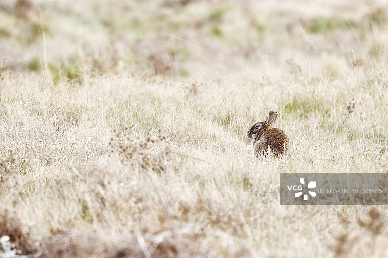 法国诺曼底的野兔图片素材