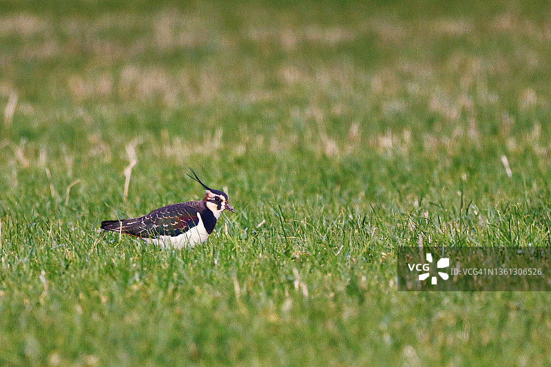 法国诺曼底的凤头麦鸡图片素材