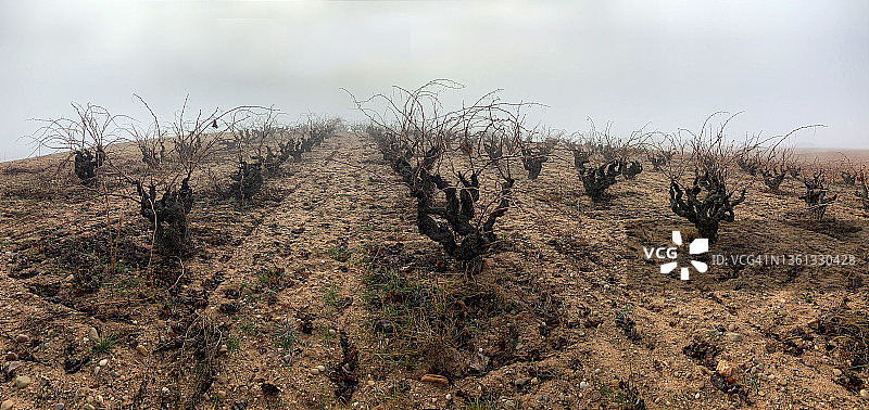 雾蒙蒙的冬日黎明时分的葡萄园图片素材