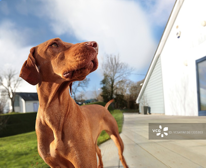家外的纯种维兹拉犬图片素材