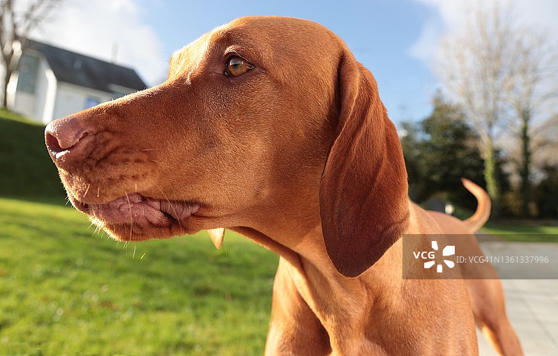 狗狗特写图片素材