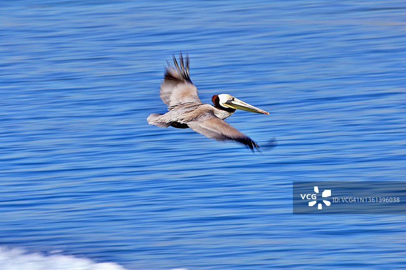 飞行鹈鹕图片素材