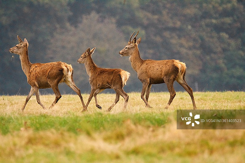 三只红鹿图片素材