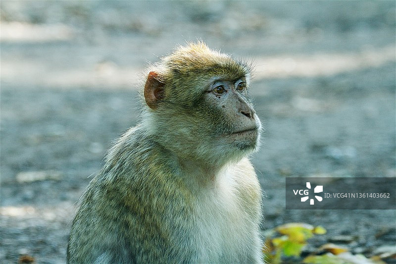 地面上的巴巴里猕猴图片素材