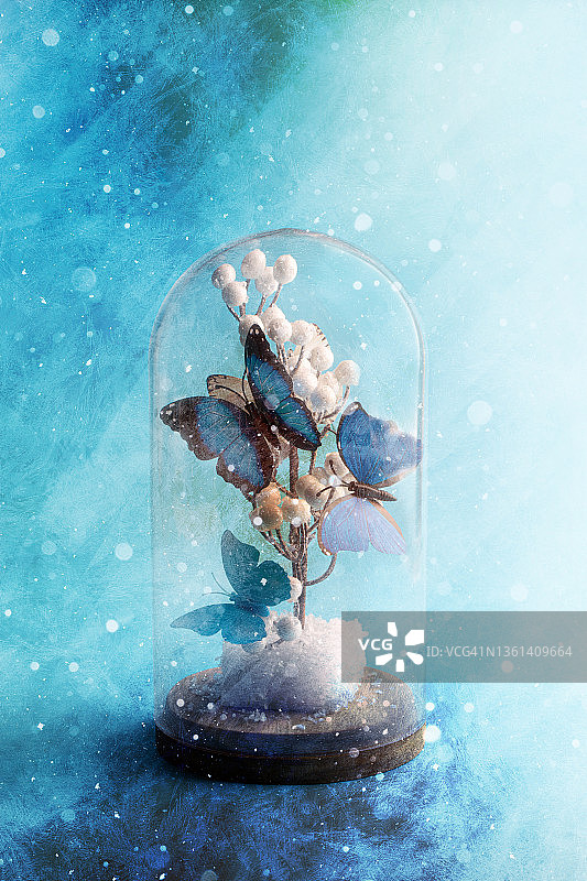 玻璃罩下的蓝闪蝶图片素材