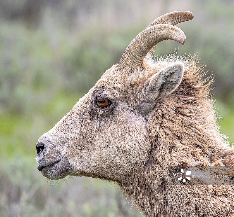大角母羊肖像图片素材