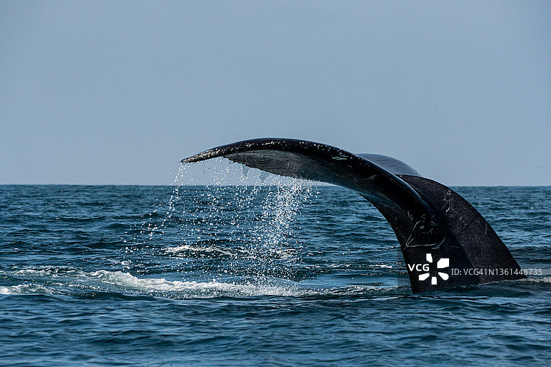 阳光明媚，墨西哥哈利斯科州巴亚尔塔港附近班德拉斯湾的座头鲸尾叶图片素材