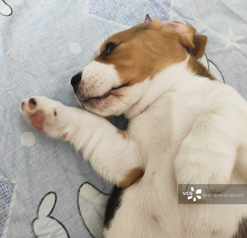 可爱小比格犬幼崽家中玩耍图片素材