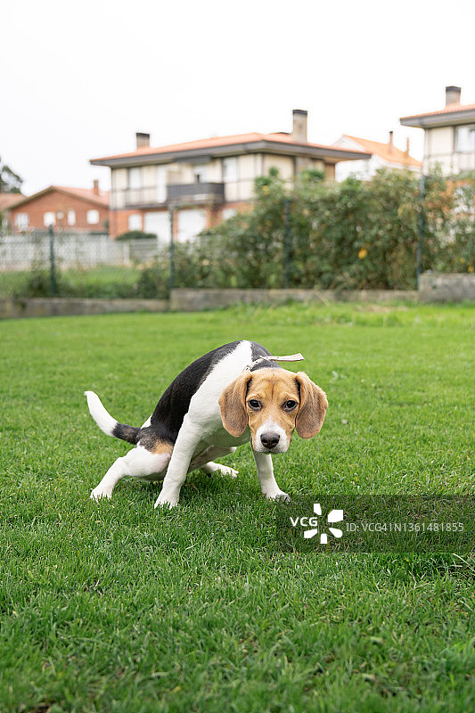 在花园里小便的比格犬幼犬图片素材