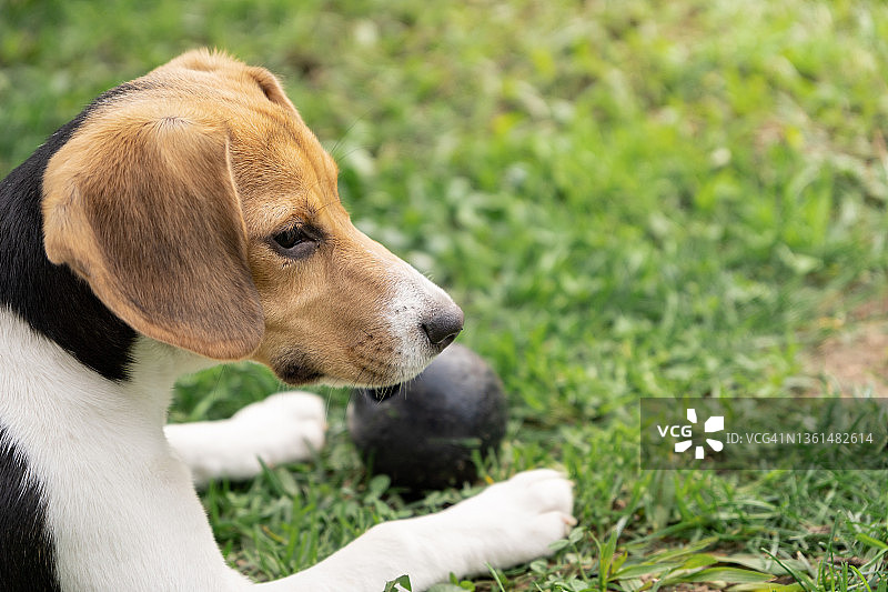 花园草坪上的比格犬幼犬图片素材