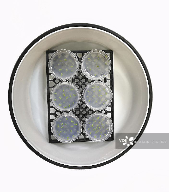 在含有抗生素的MS凝胶培养皿中萌发的种子。拟南芥突变幼苗。图片素材