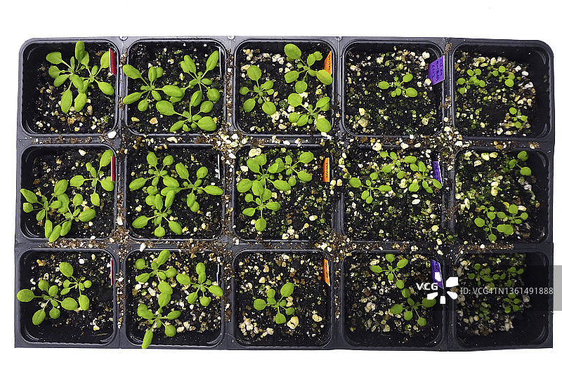 在苗床中发芽的植物种子，用于科学实验图片素材
