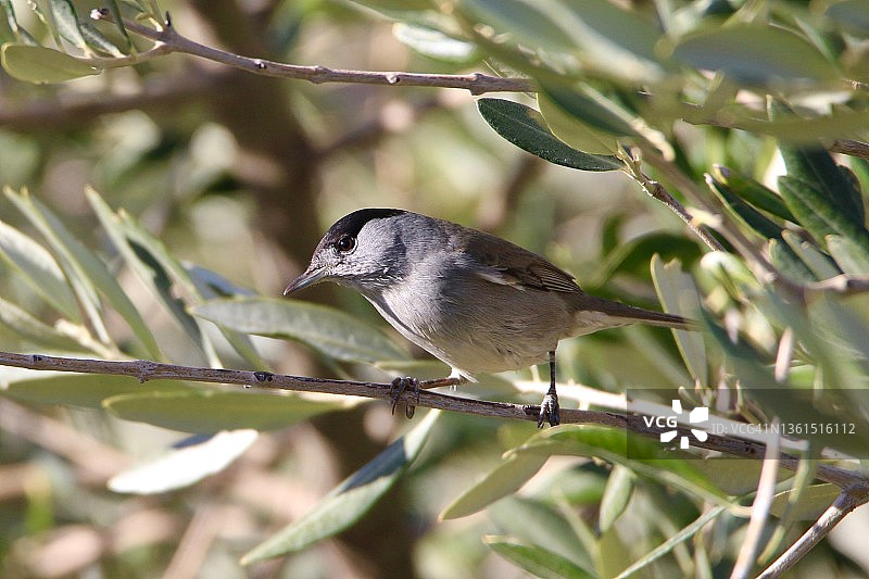 橄榄树上的欧亚黑顶莺图片素材