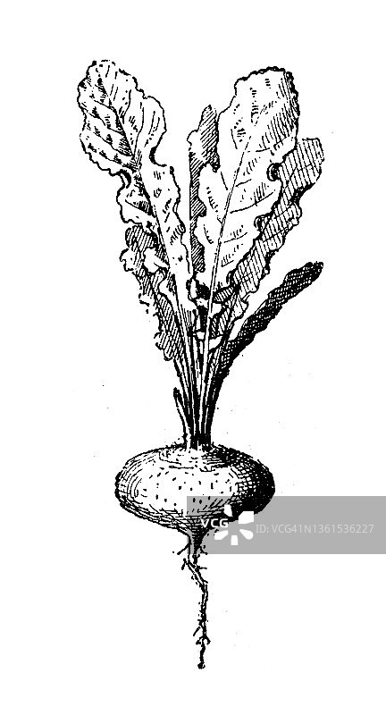 复古插画：萝卜图片素材