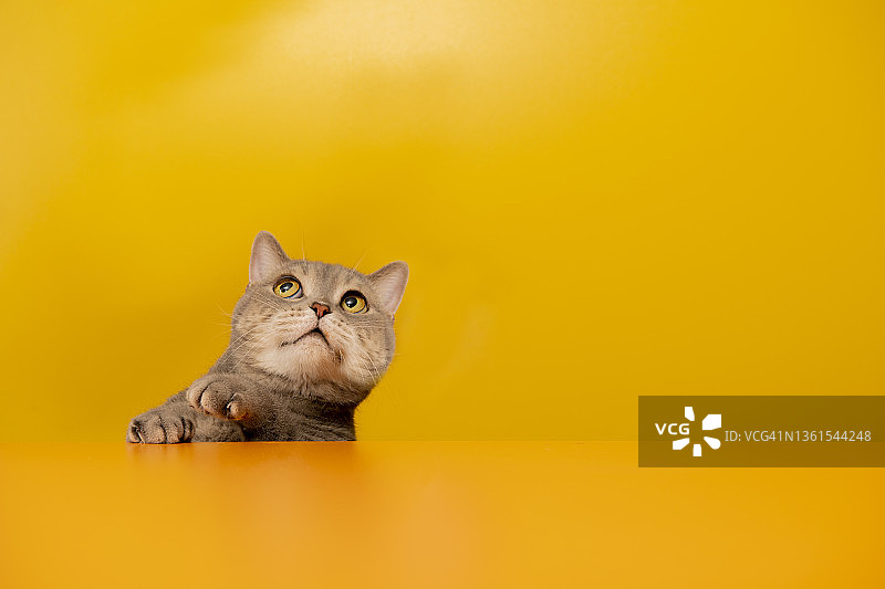 向上看去的兴奋的猫图片素材