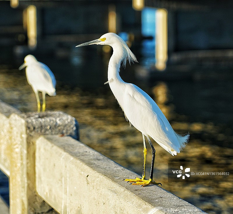 佛罗里达州渔人码头的海鸟图片素材
