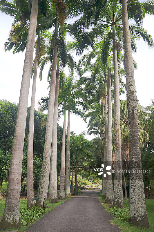 美丽加勒比海的王棕榈树行图片素材