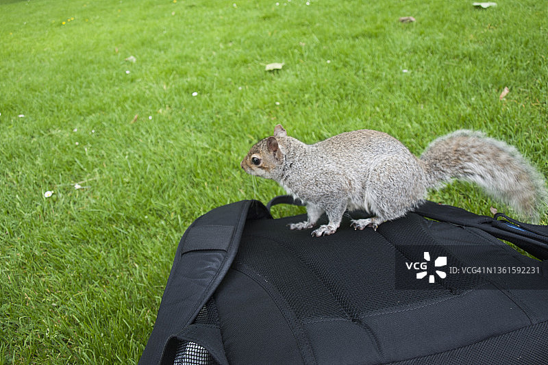 在伦敦查看背包的东部灰松鼠图片素材