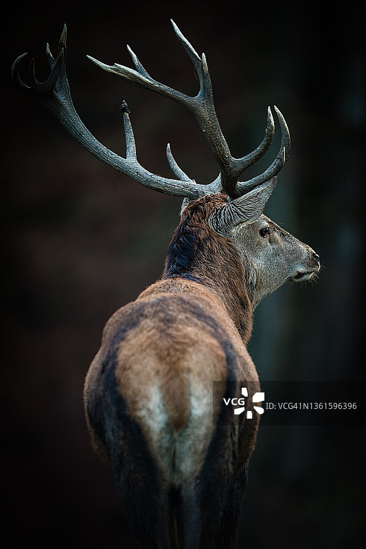 自然栖息地中的红鹿图片素材