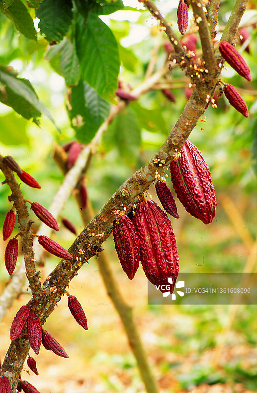 厄瓜多尔树上成熟的可可豆荚图片素材