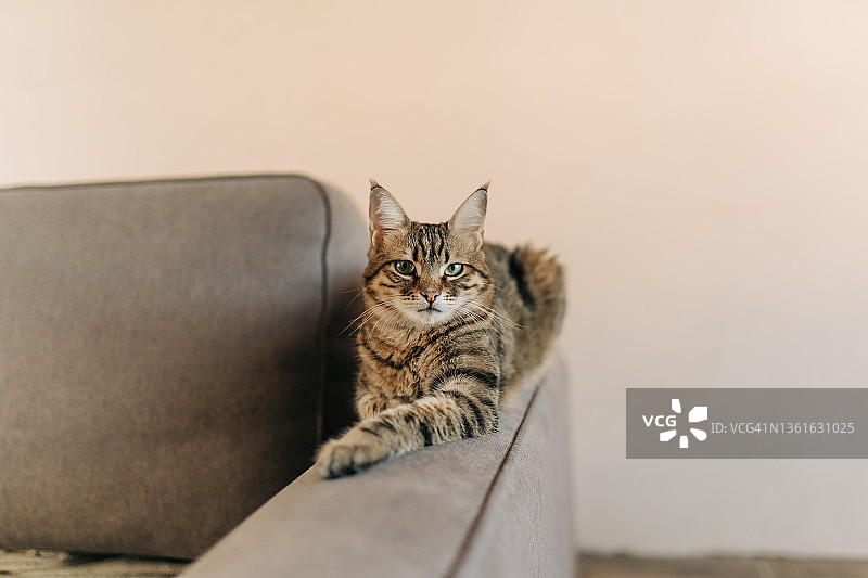 可爱的猫咪在灰色沙发上图片素材