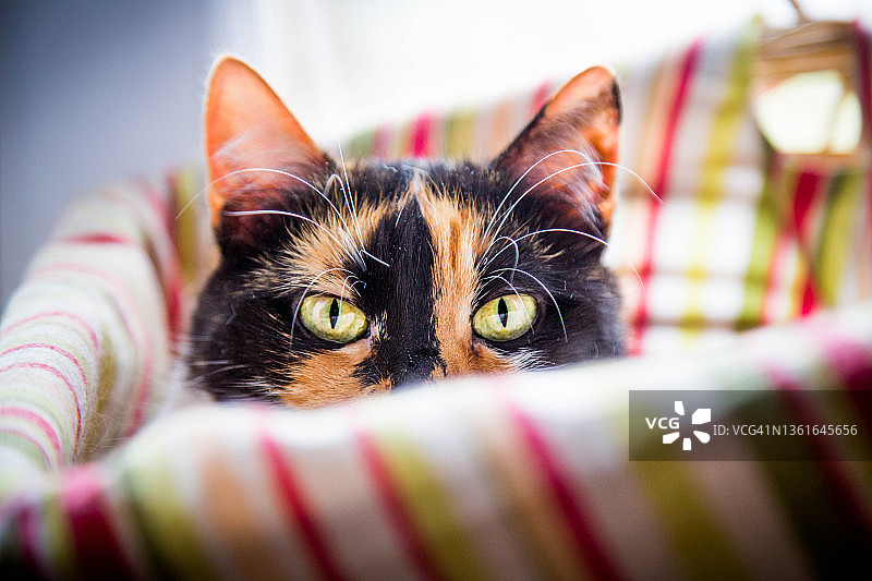 玳瑁色母猫肖像图片素材