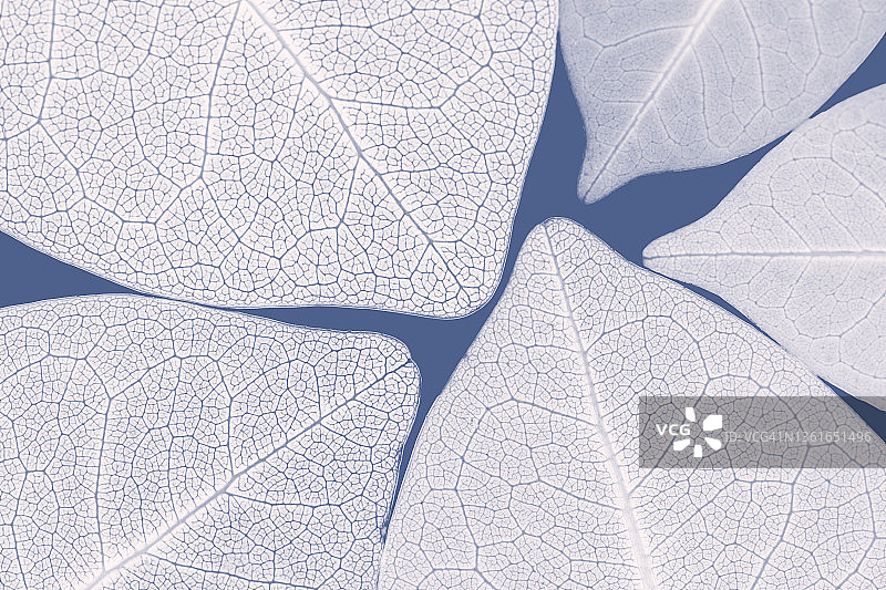 蓝色背景上的五片背光白色树叶图片素材