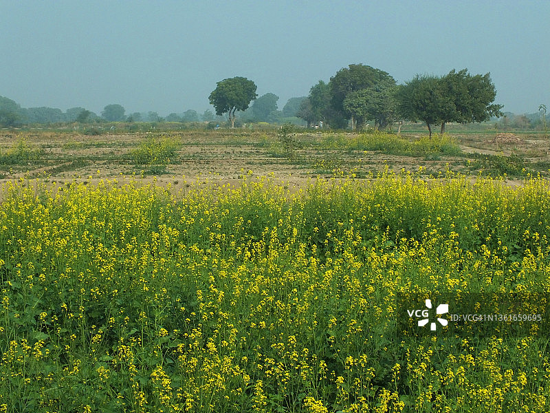 庞格里奥郊区的芥菜田图片素材
