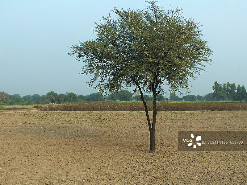 为芥菜种植准备的土地图片素材