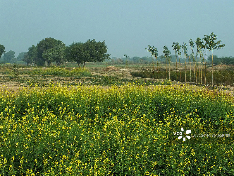 庞格里奥郊区的芥菜田图片素材