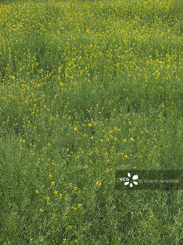 庞格里奥郊区的芥菜田图片素材
