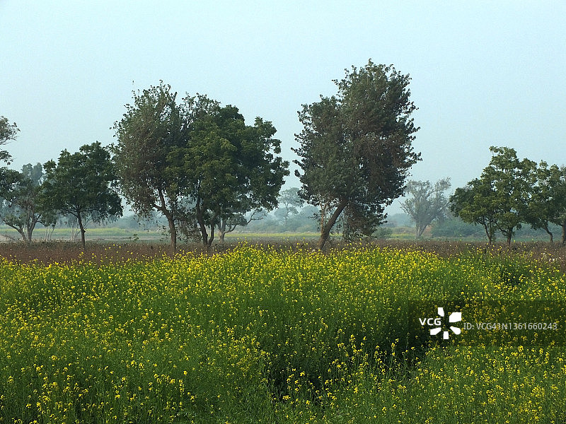 庞格里奥郊区的芥菜田图片素材