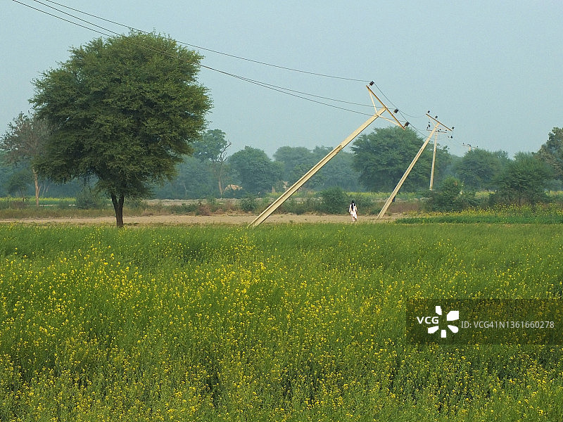 穿过芥菜田的输电线图片素材
