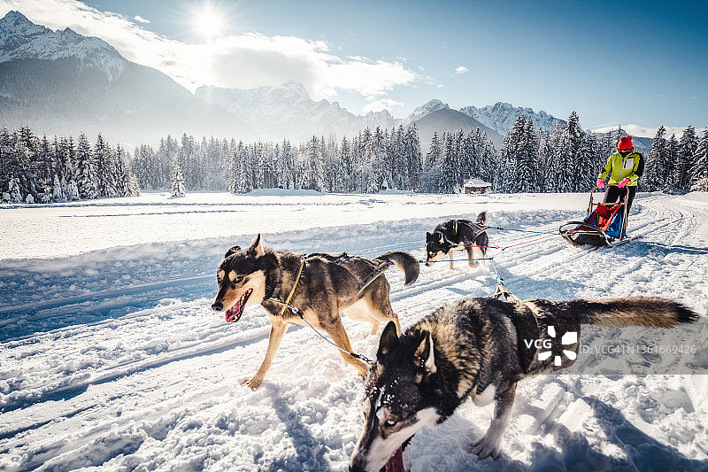 套着挽具的哈士奇雪橇犬拉动雪橇图片素材