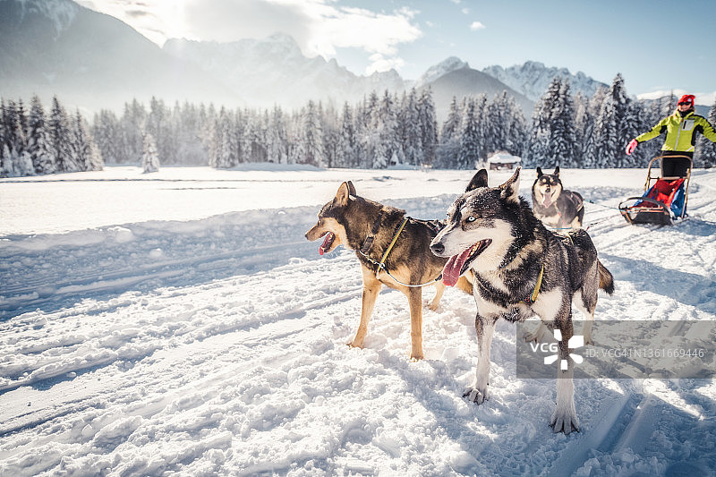 套着挽具的哈士奇雪橇犬拉动雪橇图片素材