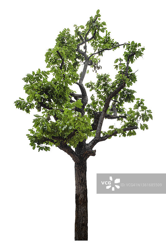白色背景上隔离的绿色大树，带裁剪路径图片素材