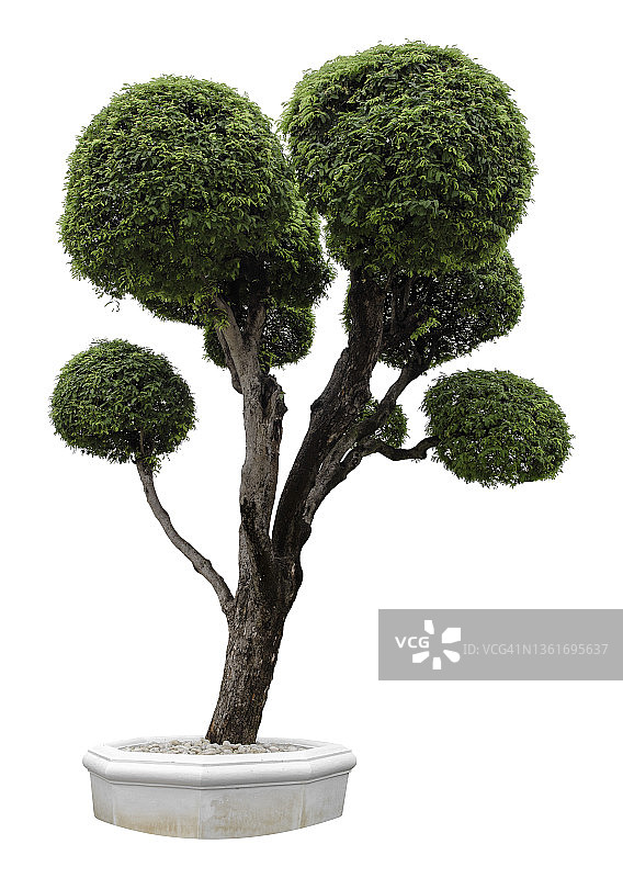 白色背景上的盆景树，罗望子树弯曲，带裁剪路径图片素材
