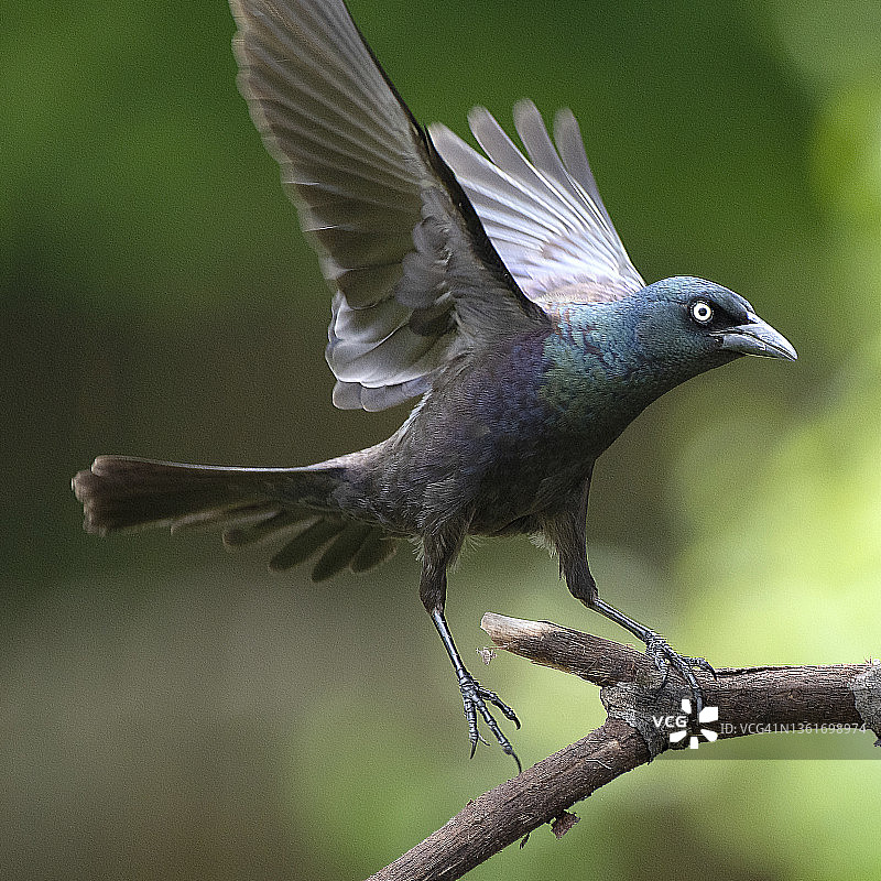 落在树枝上的普通拟八哥图片素材