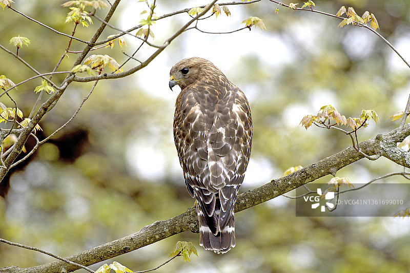 细腰 Accipiter striatus图片素材