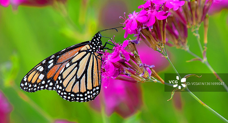 帝王蝶与石竹花图片素材