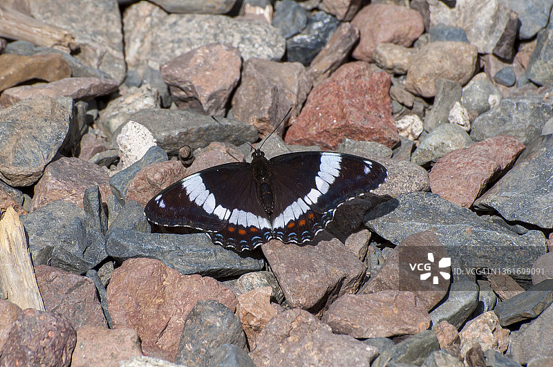 白带大红蛱蝶图片素材