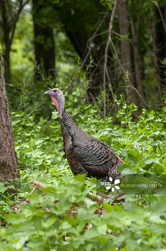 野生火鸡图片素材
