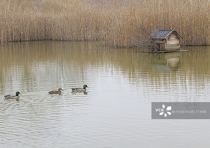 池塘上的鸭舍图片素材