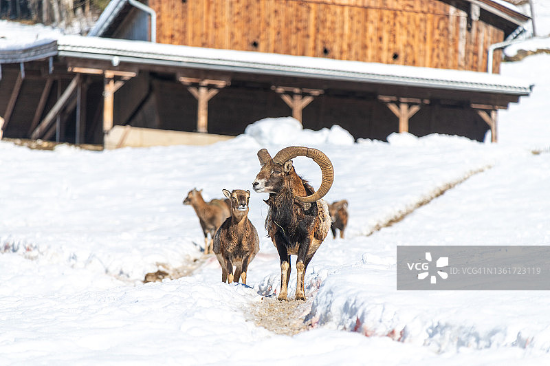 高山野山羊的雌雄在雪地里图片素材