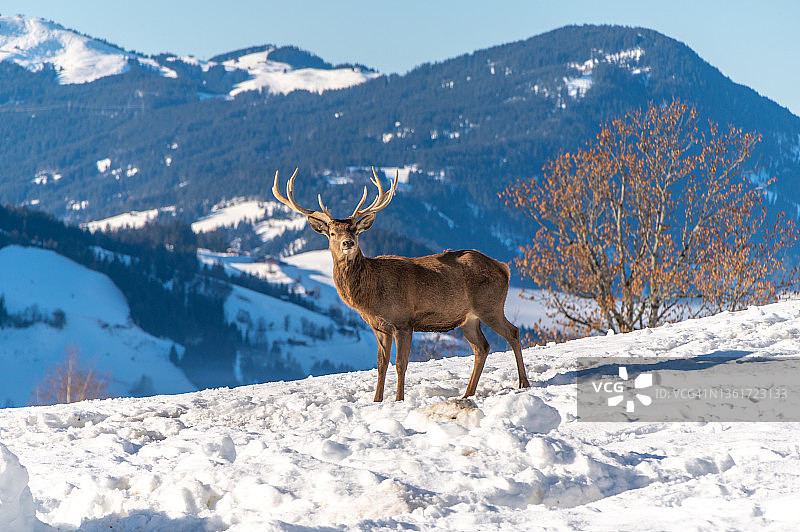 站在雪地里的雄性马鹿图片素材